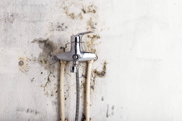 Best Same-Day Mold Removal  in Woodbridge, CA