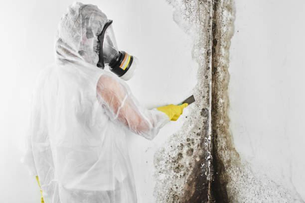 Best Mold Remediation  in Woodbridge, CA