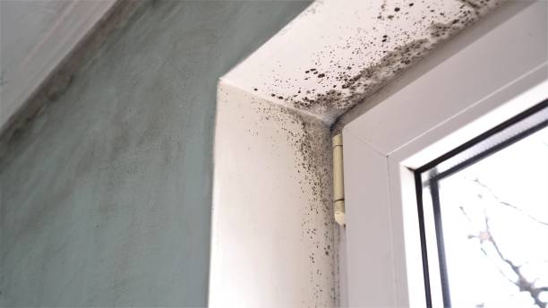Best Office Mold Removal Services  in Woodbridge, CA