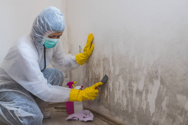 Best Certified Mold Removal  in Woodbridge, CA