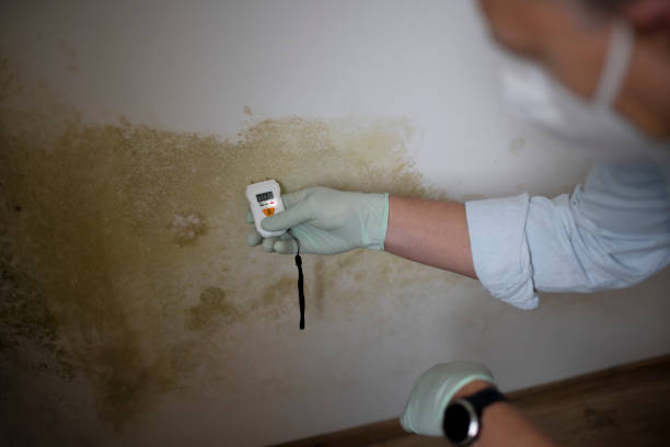 Best Certified Mold Removal  in Woodbridge, CA