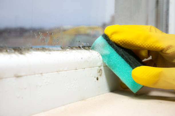 Best Mold Remediation  in Woodbridge, CA