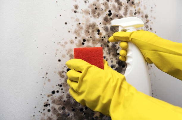 Best Crawl Space Mold Removal  in Woodbridge, CA