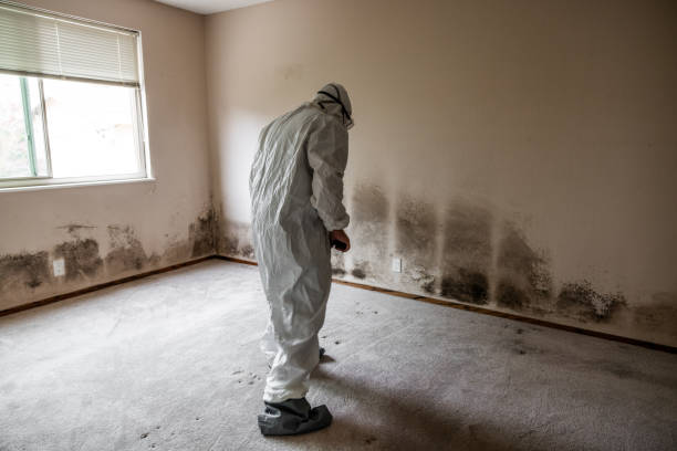 Best Residential Mold Removal  in Woodbridge, CA