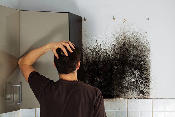 Best Commercial Mold Removal  in Woodbridge, CA