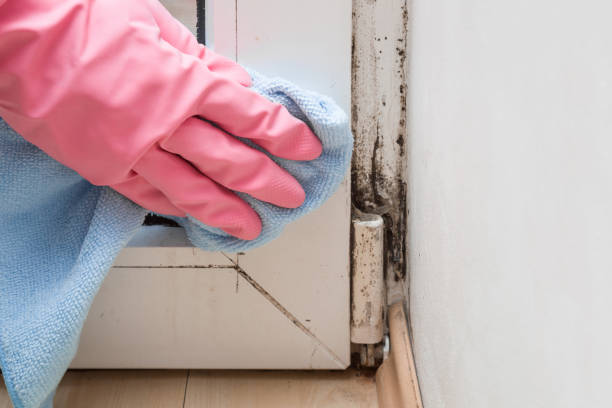 Attic Mold Removal in Woodbridge, CA