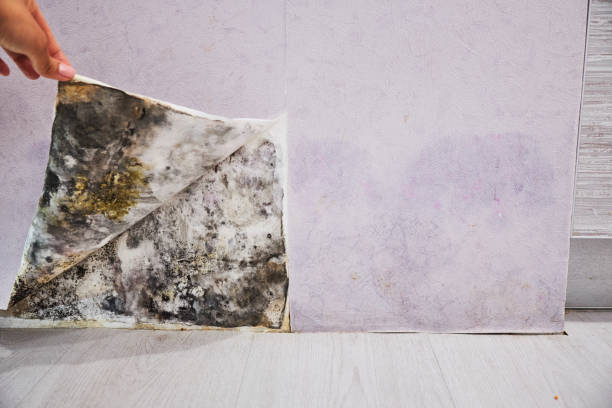 Woodbridge, CA Mold Removal Company